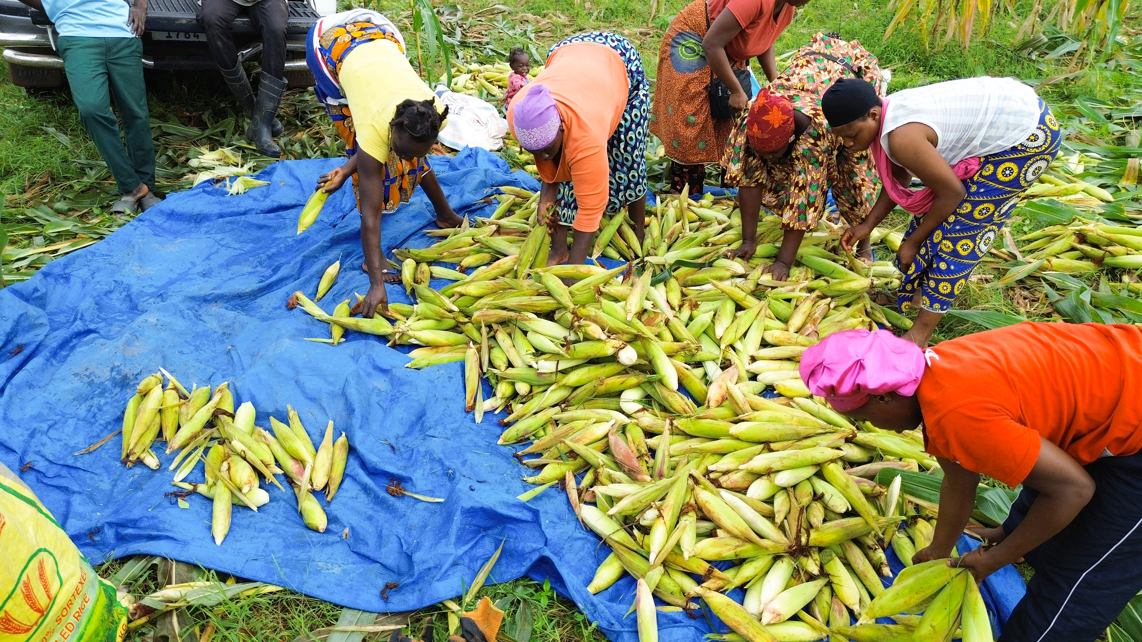 🌽 𝐔𝐍𝐄 𝐑𝐄́𝐂𝐎𝐋𝐓𝐄 𝐐𝐔𝐈 𝐑𝐄́𝐂𝐎𝐌𝐏𝐄𝐍𝐒𝐄 𝐋𝐄 𝐓𝐑𝐀𝐕𝐀𝐈𝐋 ! 🌱🇬🇳