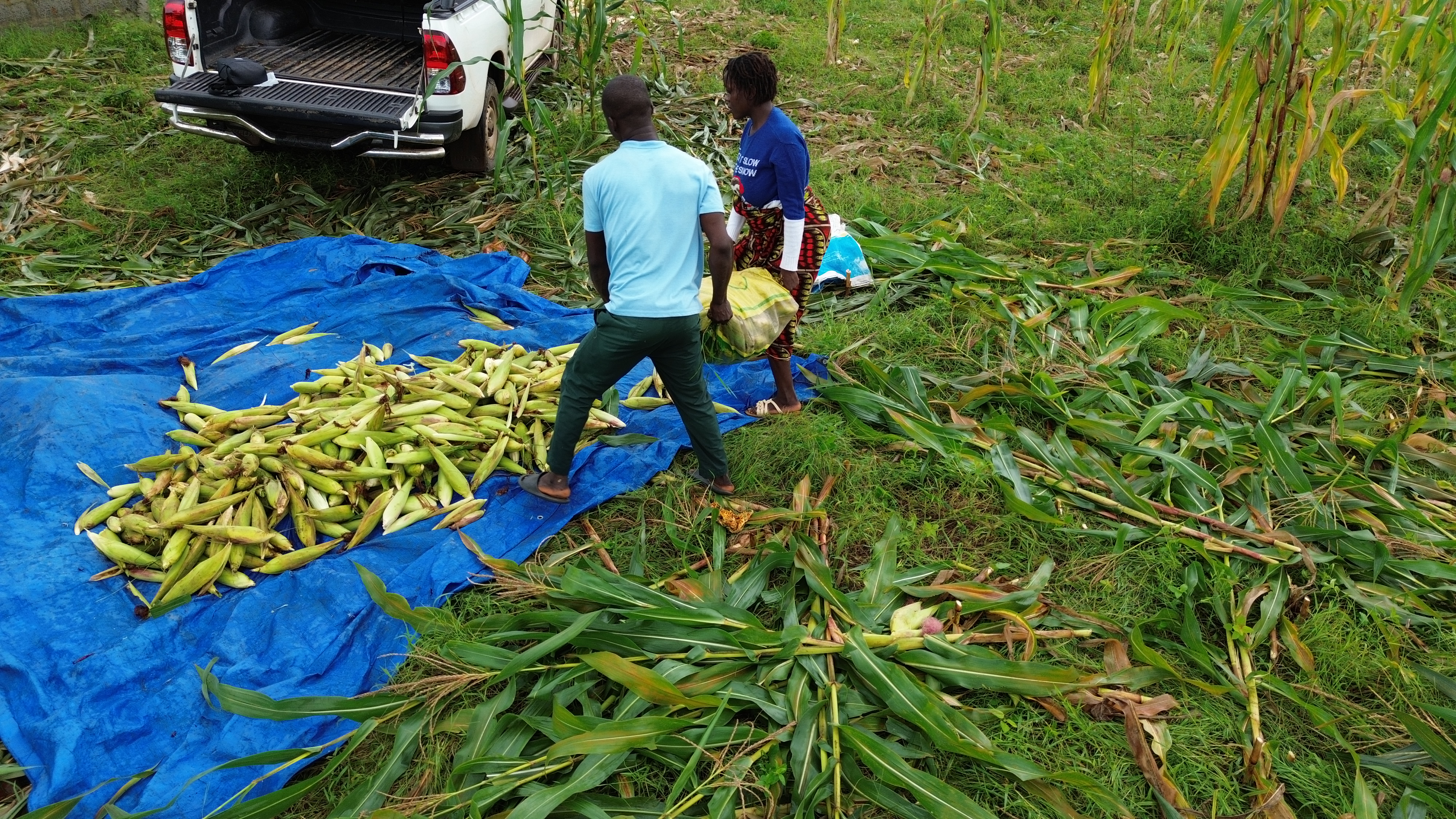 🌽 𝐔𝐍𝐄 𝐑𝐄́𝐂𝐎𝐋𝐓𝐄 𝐐𝐔𝐈 𝐑𝐄́𝐂𝐎𝐌𝐏𝐄𝐍𝐒𝐄 𝐋𝐄 𝐓𝐑𝐀𝐕𝐀𝐈𝐋 ! 🌱🇬🇳